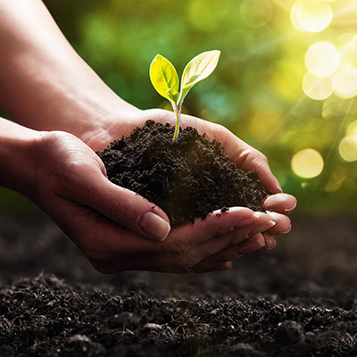 Planting