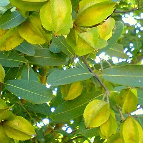 Arjuna Tree