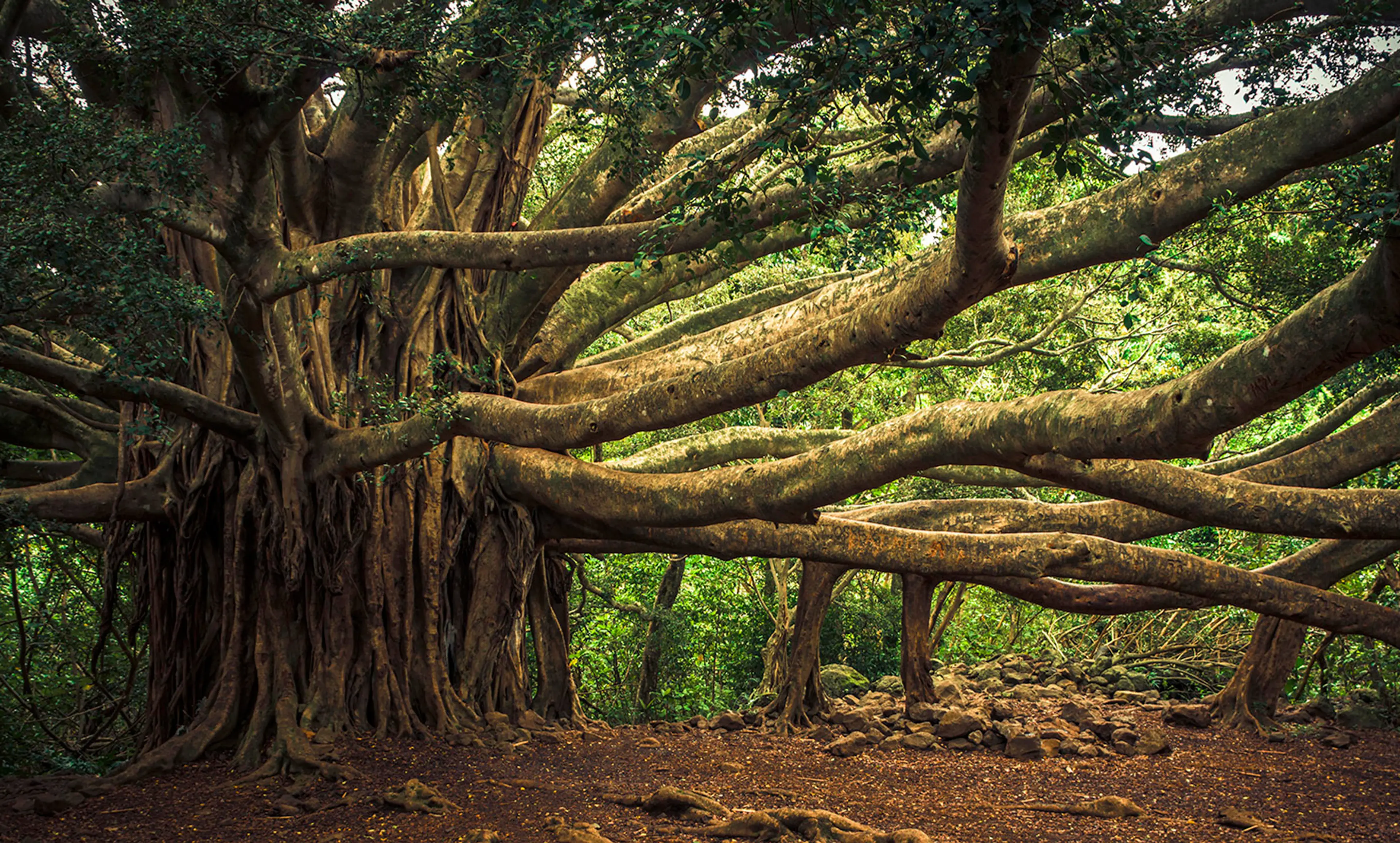 Banyan Tree