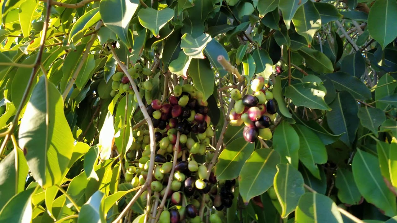 Arjuna Tree