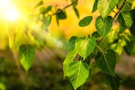 Peepal Tree