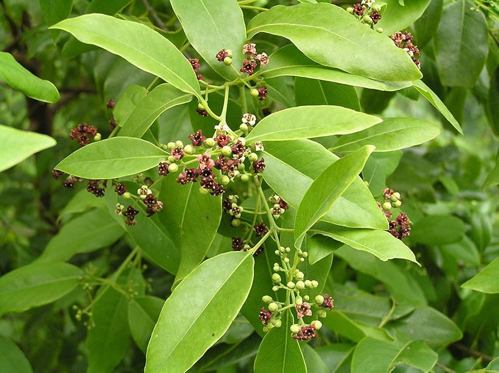 Sandalwood Tree